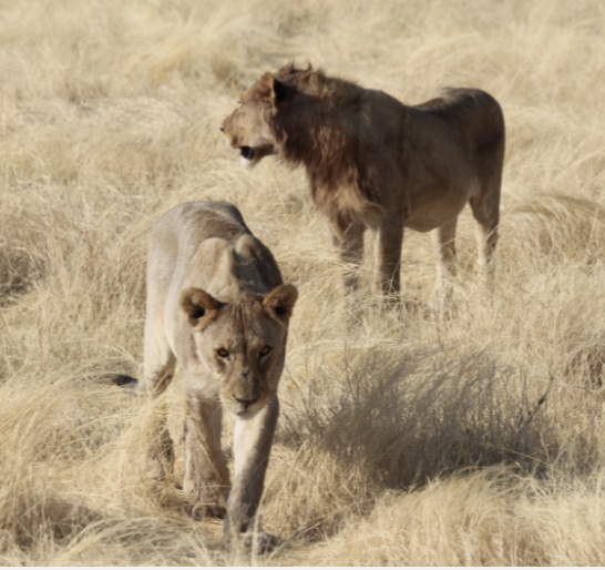 Screenshot 2025-07-23 at 5.12.36 PM